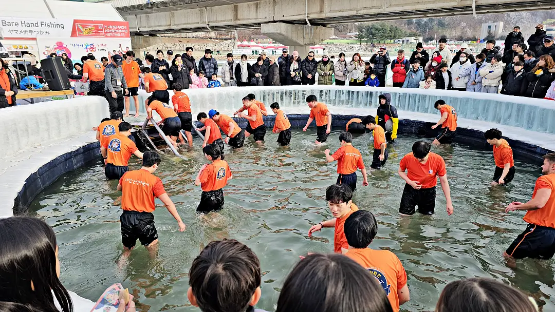 華川山鱒魚節徒手抓山鱒魚體驗