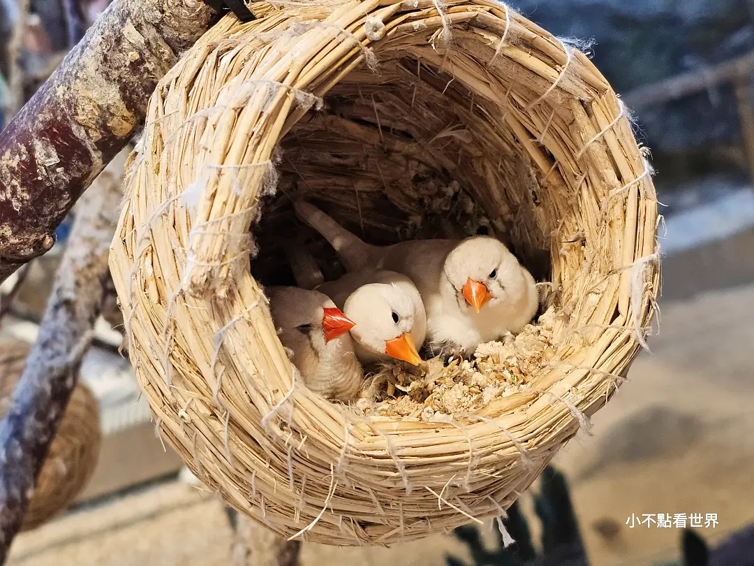 Zoolung Zoolung 室內動物園 Zoolung Zoolung 室內動物園