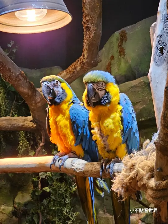 Zoolung Zoolung 室內動物園 Zoolung Zoolung 室內動物園