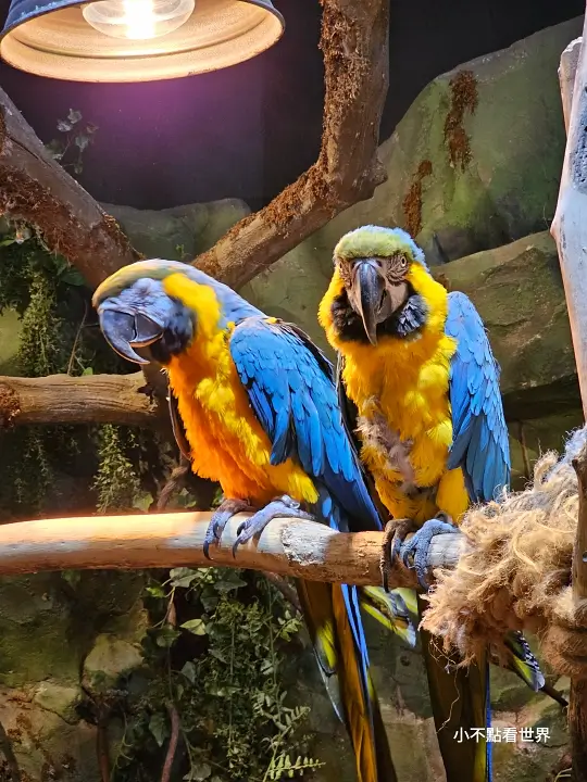 Zoolung Zoolung 室內動物園 Zoolung Zoolung 室內動物園