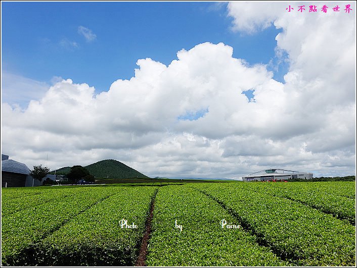 濟州島innisfree館 綠茶博物館 (61).JPG