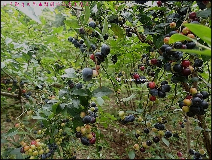 木更津藍莓園 (4).JPG